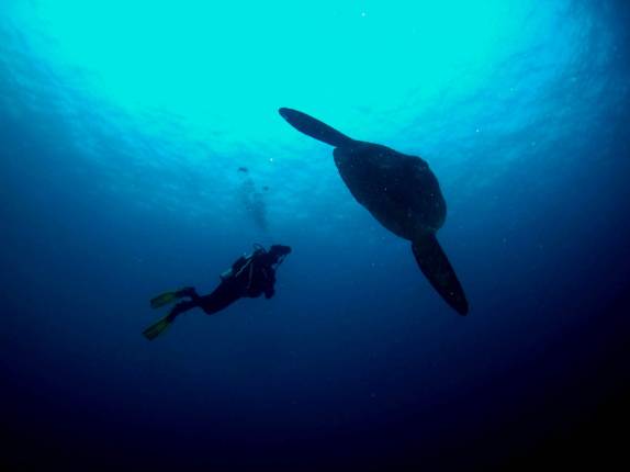 O incrível e exótico peixe-lua em mergulho em Isabel, em Galápagos (foto de Hnning Abheiden)